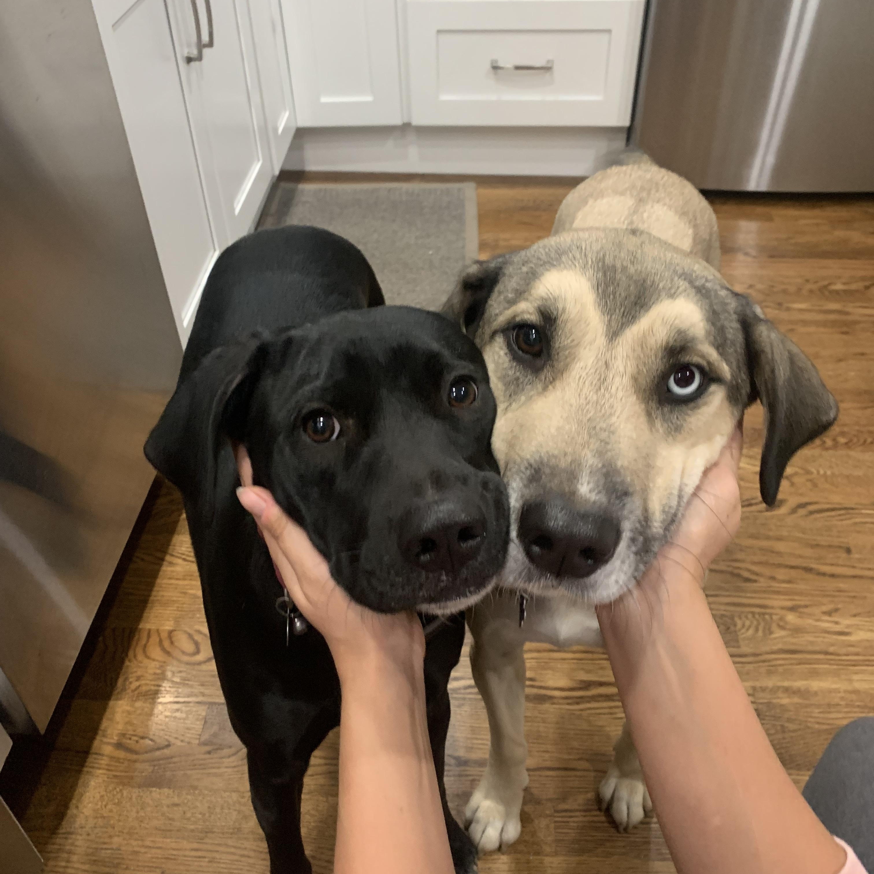 Jackie, a Adoptable mixed breed in Hopkinton, MA image 3/6