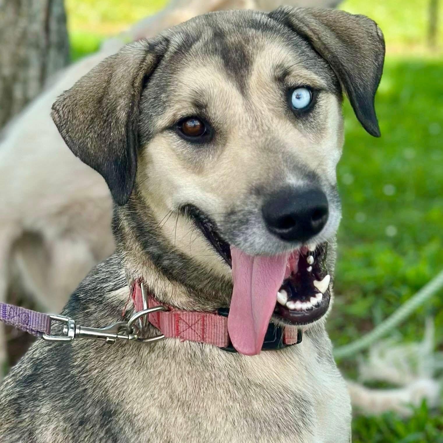 Jackie, Adoptable, Young Female Mixed Breed.