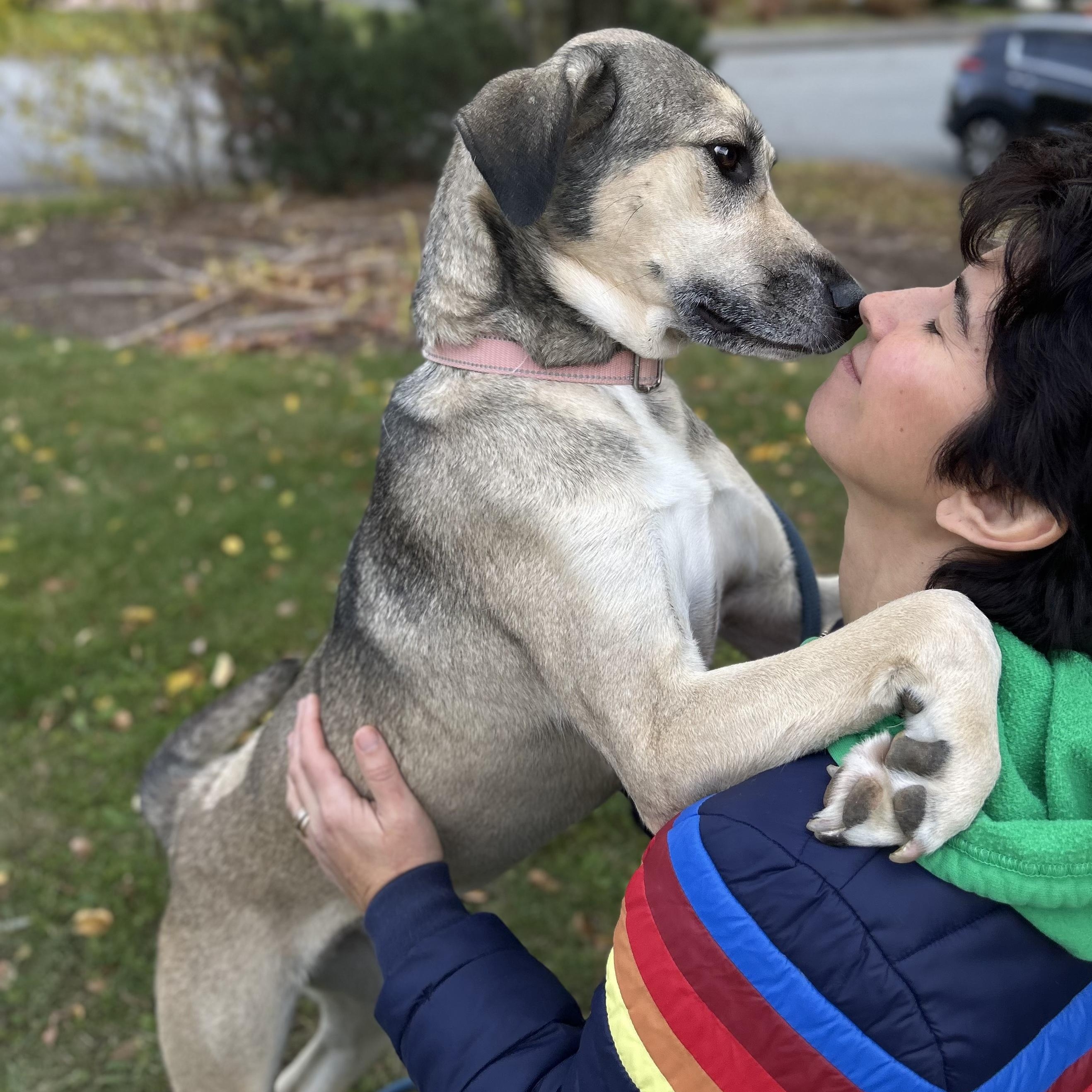 Jackie, a Adoptable mixed breed in Hopkinton, MA image 5/6