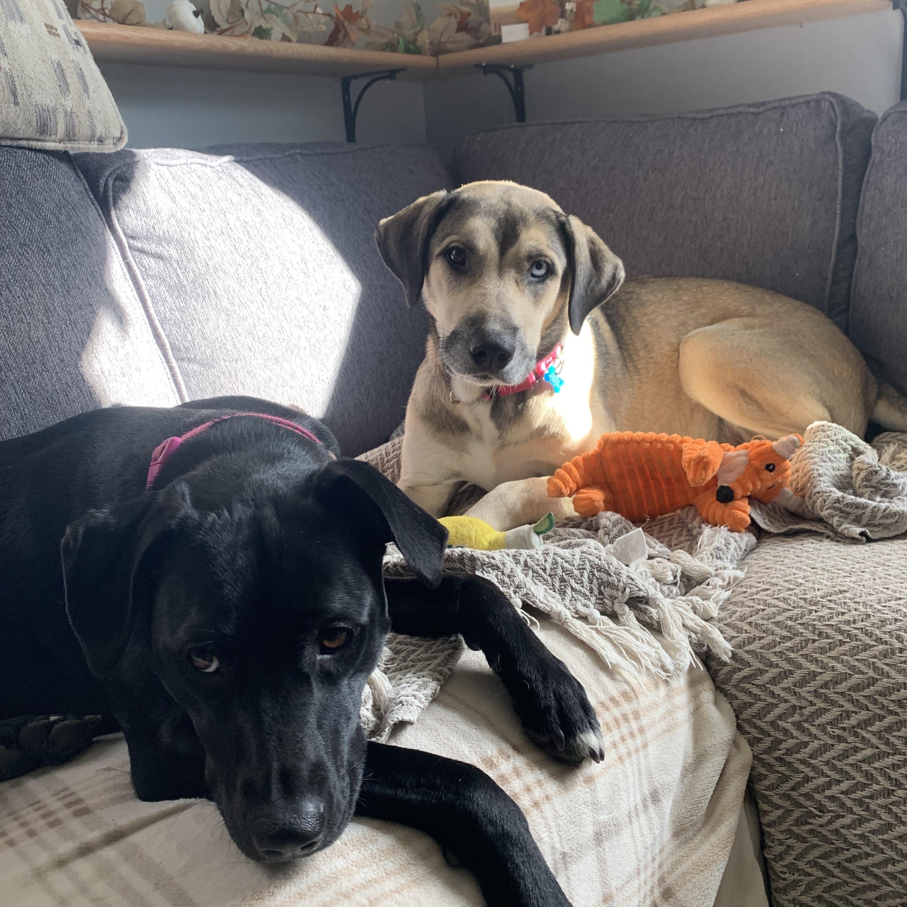 Jackie, a Adoptable mixed breed in Hopkinton, MA image 4/6