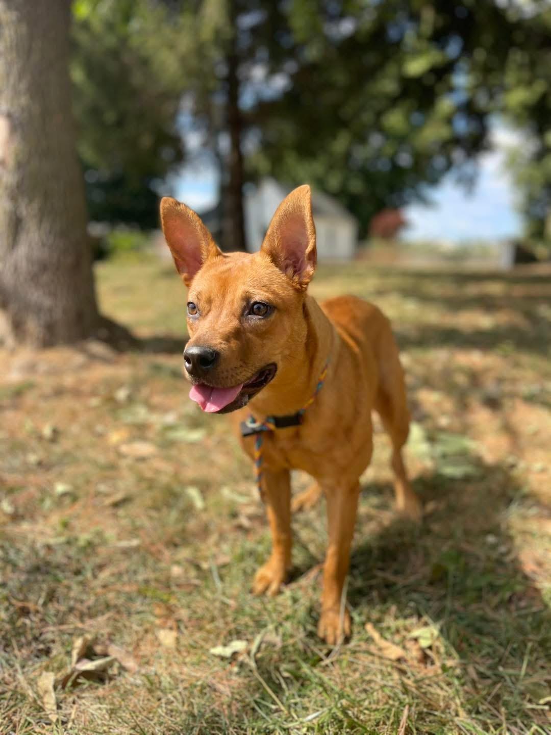 Enlarge Sierra (in a FOSTER home), a Adoptable mixed breed in Springfield, IL image 1/3