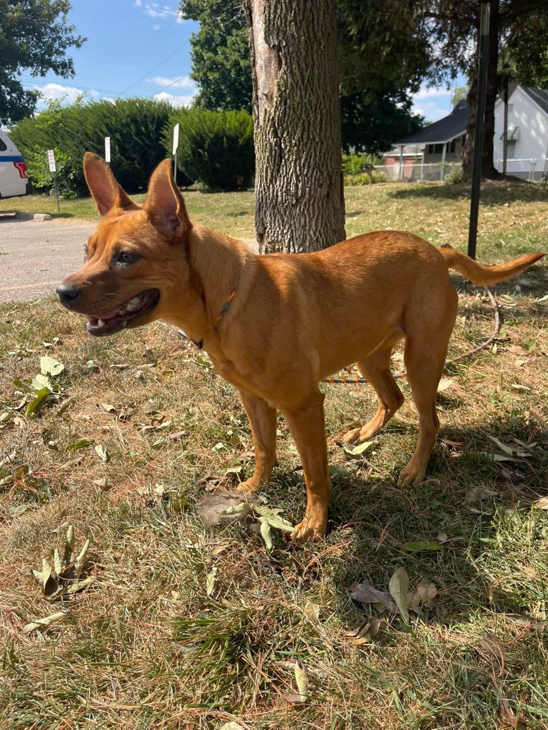 Sierra (in a FOSTER home)