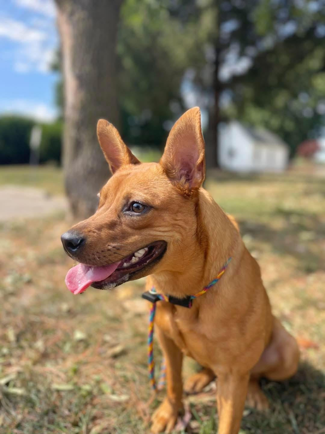 Sierra (in a FOSTER home)