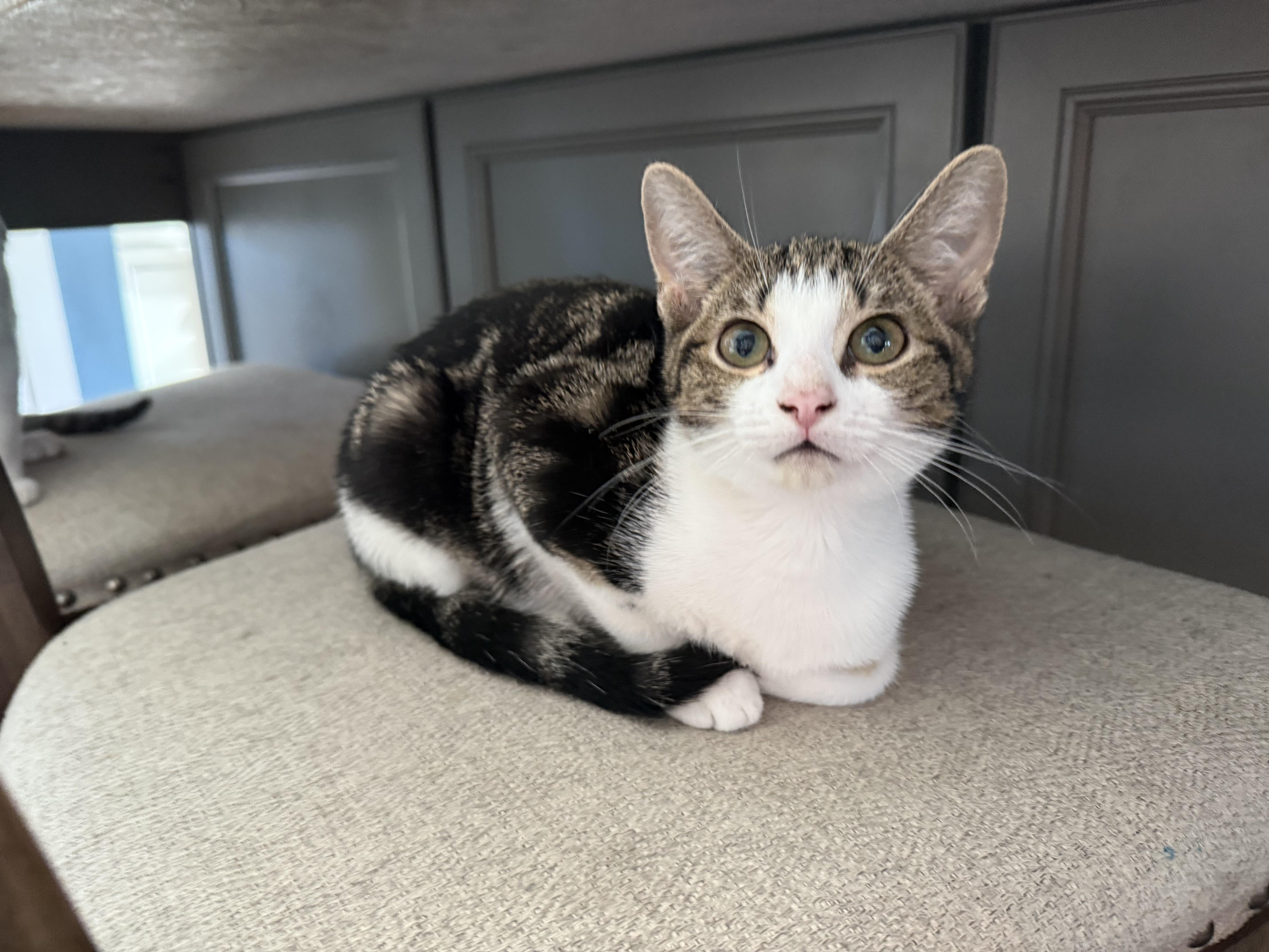 Wren, Adopted, Kitten Female Domestic Short Hair.