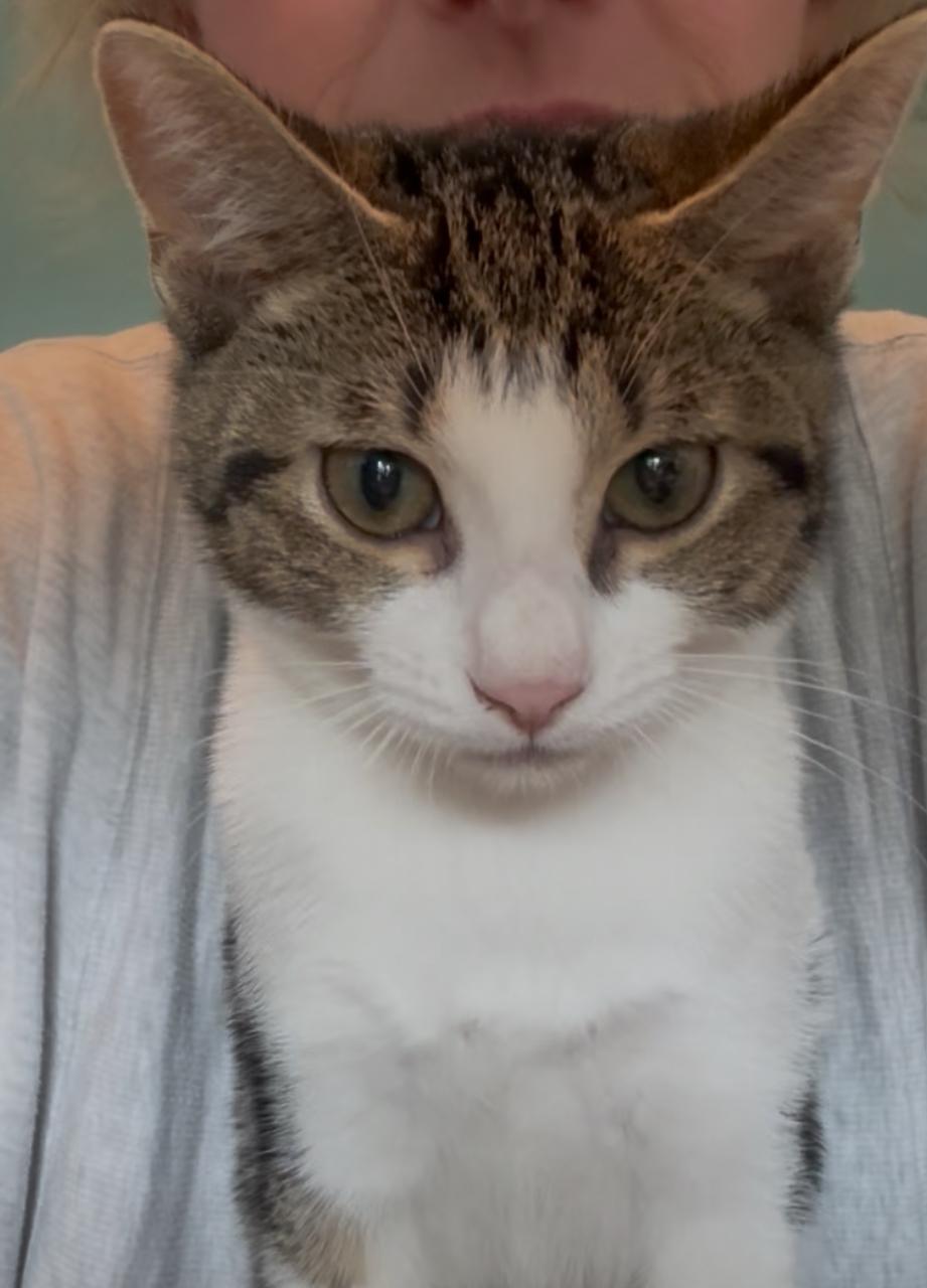 Wren, a Adopted Domestic Short Hair in Mt Pleasant, SC image 2/2