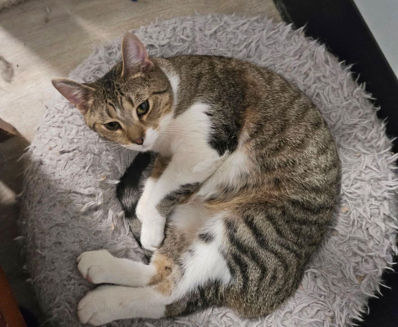 King Louie, Adoptable, Young Male Domestic Short Hair.