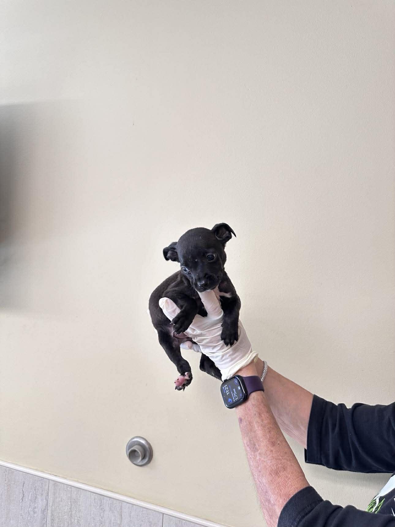 Capucine Pup - Dante, Adopted, Puppy Male Boxer & Terrier.