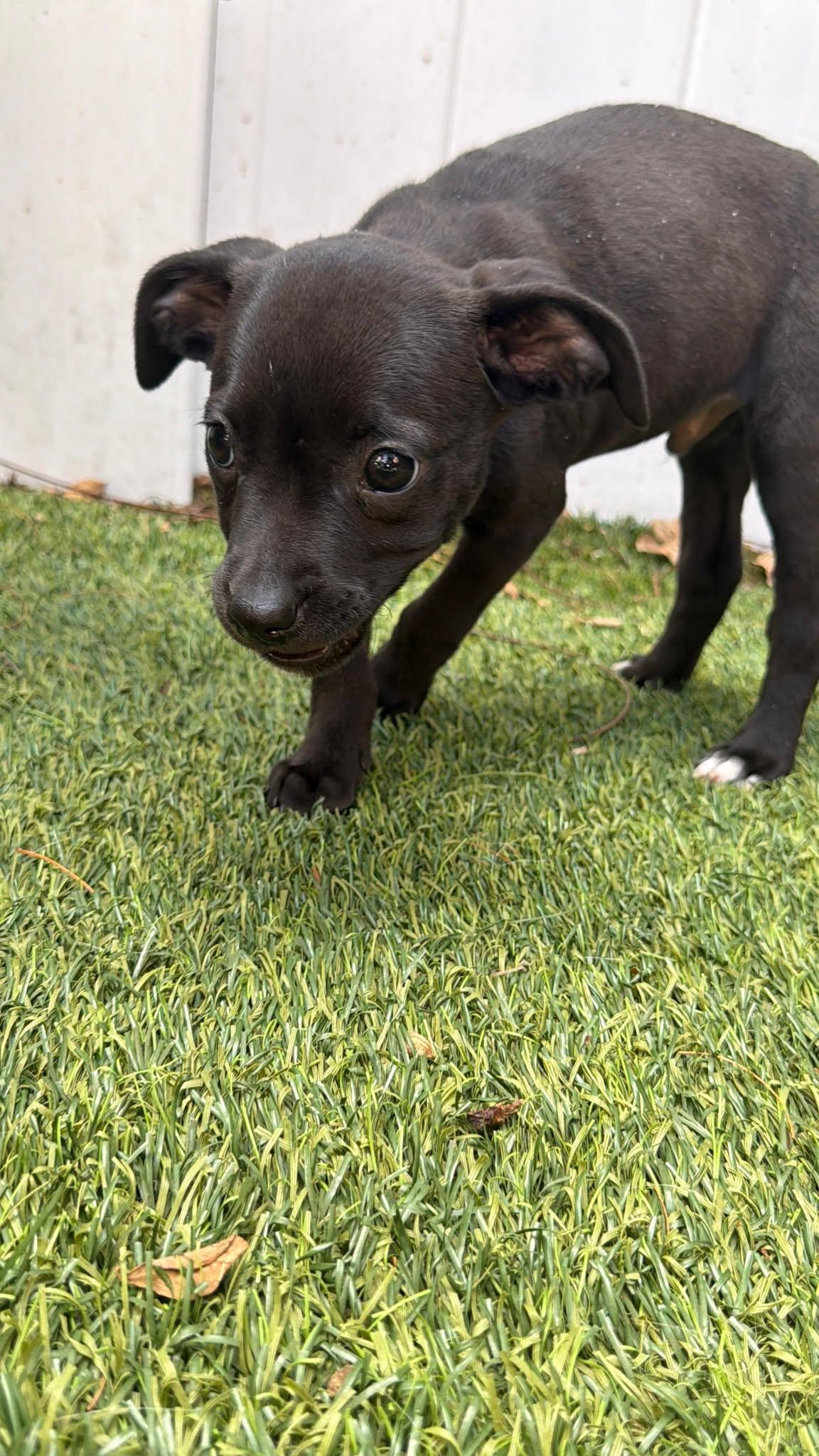 Enlarge Capucine Pup - Dante, a Adopted mixed breed in Pompano Beach, FL image 2/3