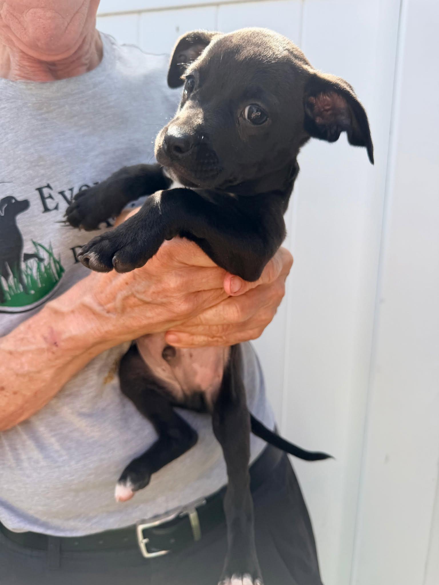 Enlarge Capucine Pup - Dante, a Adopted mixed breed in Pompano Beach, FL image 3/3