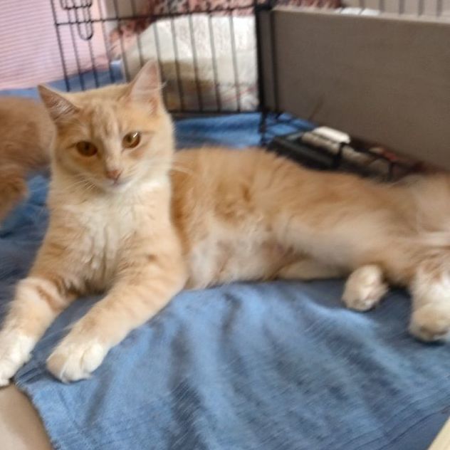 Enlarge Sara, a Adopted Domestic Medium Hair in Santa Rosa, CA image 1/3