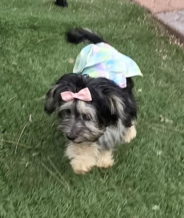 Enlarge Molly, a Adopted Maltipoo in Fallbrook, CA image 6/6