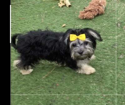 Molly, Adopted, Puppy Female Maltipoo.