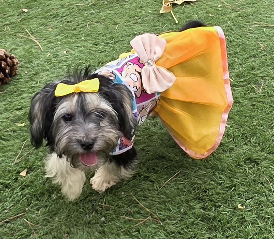 Enlarge Molly, a Adopted Maltipoo in Fallbrook, CA image 5/6