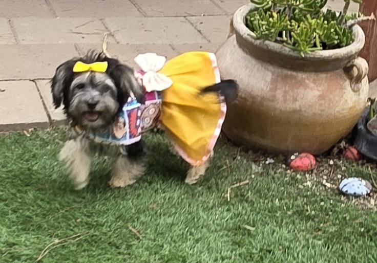 Enlarge Molly, a Adopted Maltipoo in Fallbrook, CA image 2/6