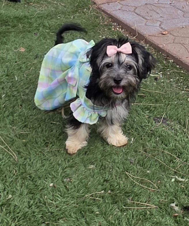 Enlarge Molly, a Adopted Maltipoo in Fallbrook, CA image 3/6