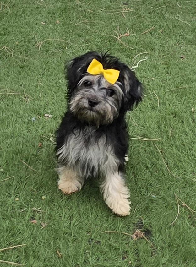 Enlarge Molly, a Adopted Maltipoo in Fallbrook, CA image 4/6