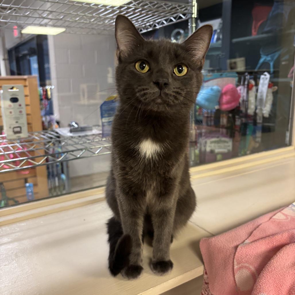 Garnet, a Adoptable Domestic Short Hair in Tempe, AZ image 1/3