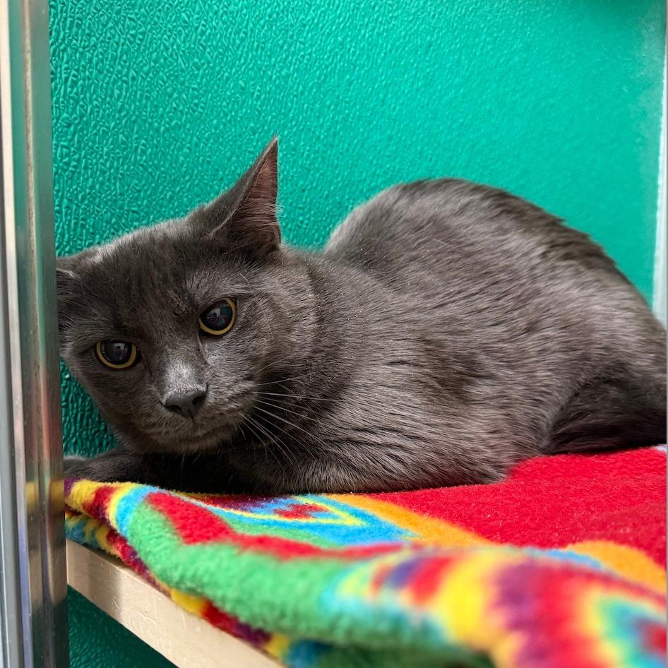 Garnet, a Adoptable Domestic Short Hair in Tempe, AZ image 2/3