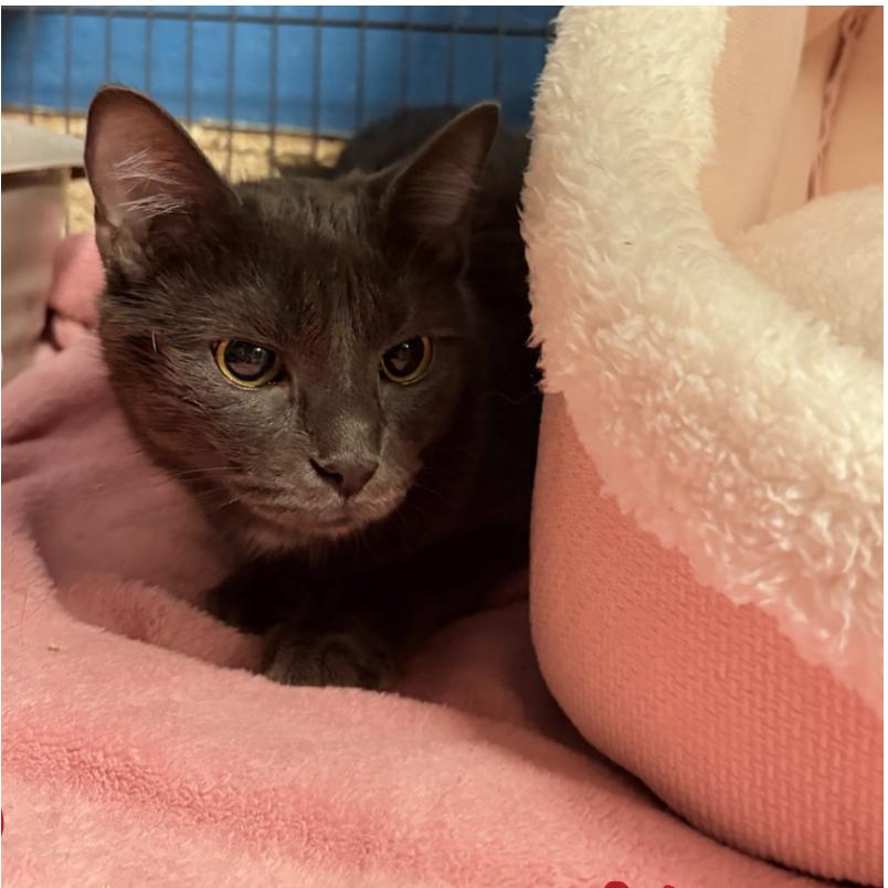 Garnet, a Adoptable Domestic Short Hair in Tempe, AZ image 3/3