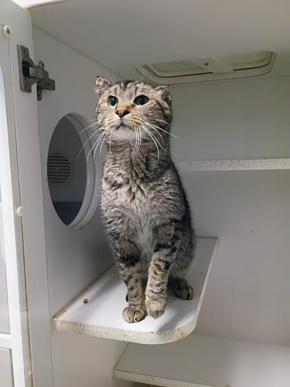 Eeyore, Adoptable, Adult Male Domestic Short Hair & Domestic Short Hair.