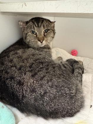 Enlarge Eeyore, a Adoptable mixed breed in Beatrice, NE image 2/2