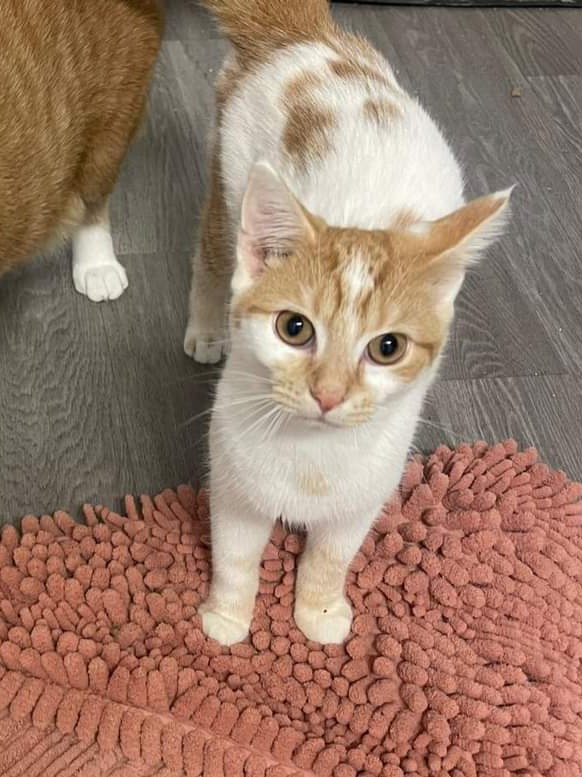 Axle, Adoptable, Young Male American Shorthair.