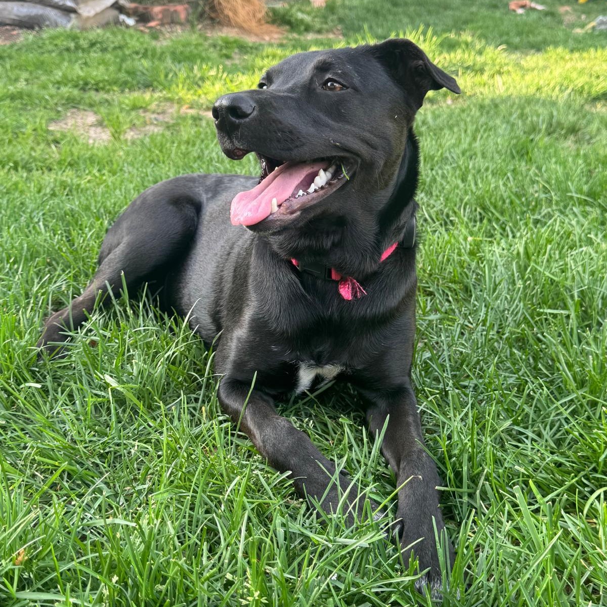Panky, adopted, Puppy Female Labrador Retriever.