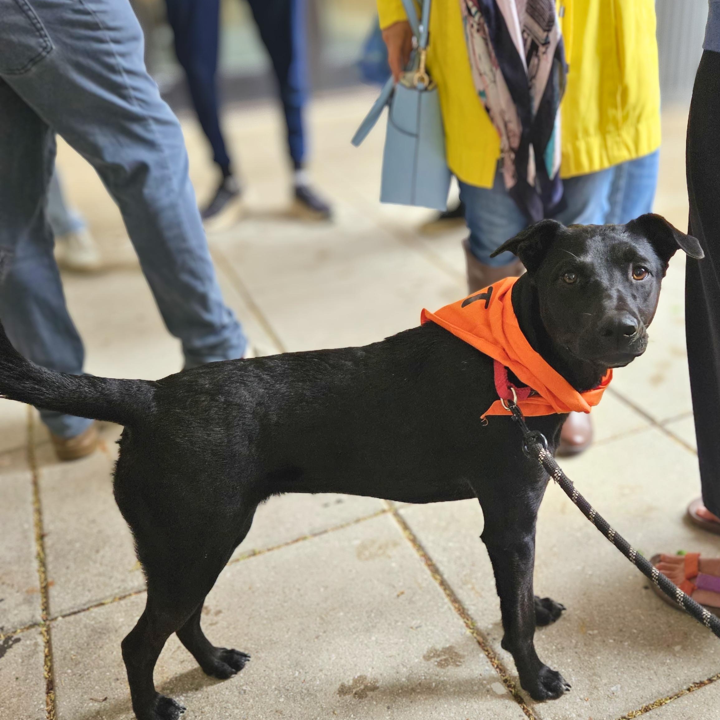Enlarge Panky, an adopted mixed breed in Baltimore, MD image 5/6