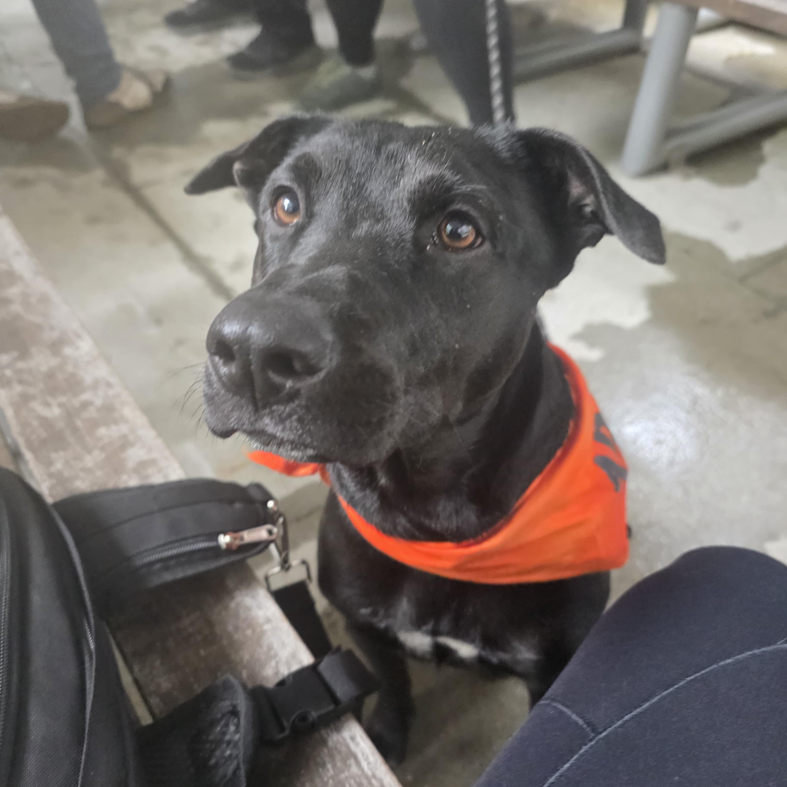 Enlarge Panky, an adopted mixed breed in Baltimore, MD image 6/6