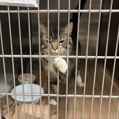Enlarge milo, a ADOPTABLE Domestic Short Hair in Urbana, IL image 1/1