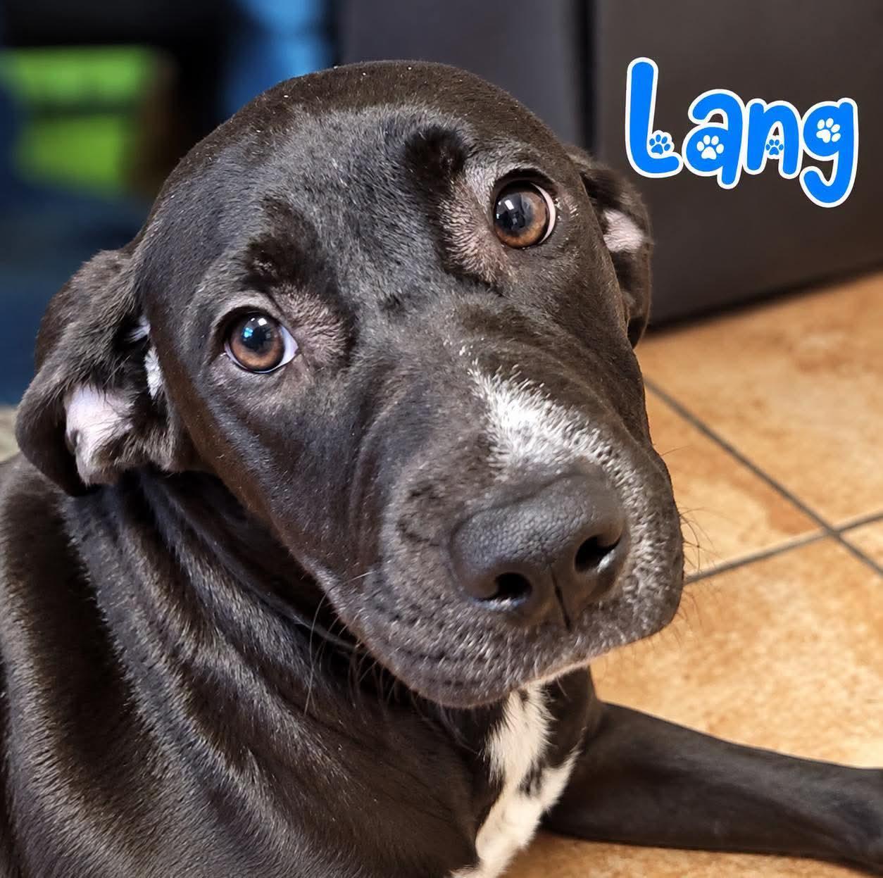 Lang, Adoptable, Young Female Labrador Retriever.