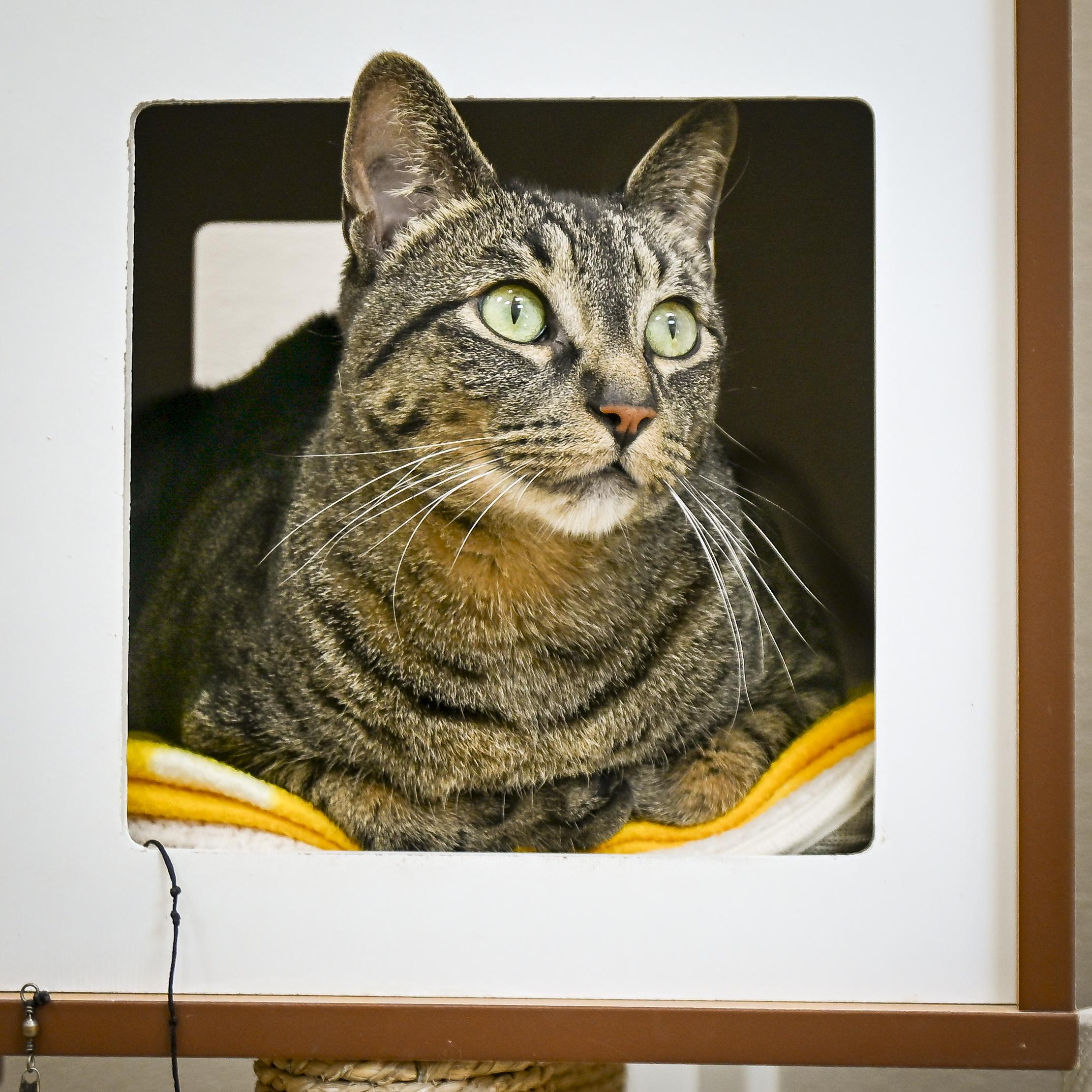 Enlarge Tigger, a Adoptable Domestic Short Hair in Tulsa, OK image 1/1