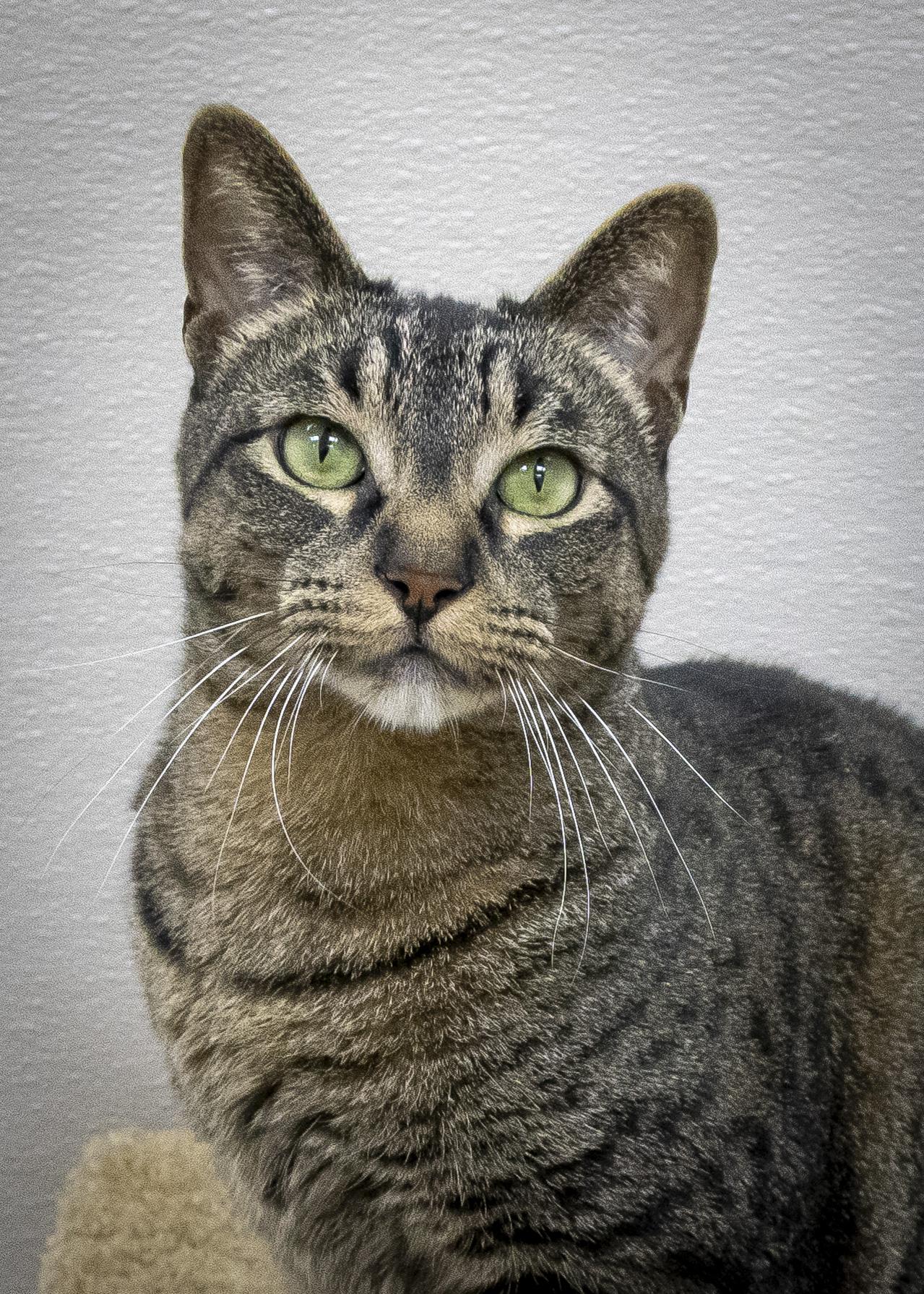 Tigger, Adoptable, Adult Male Domestic Short Hair.