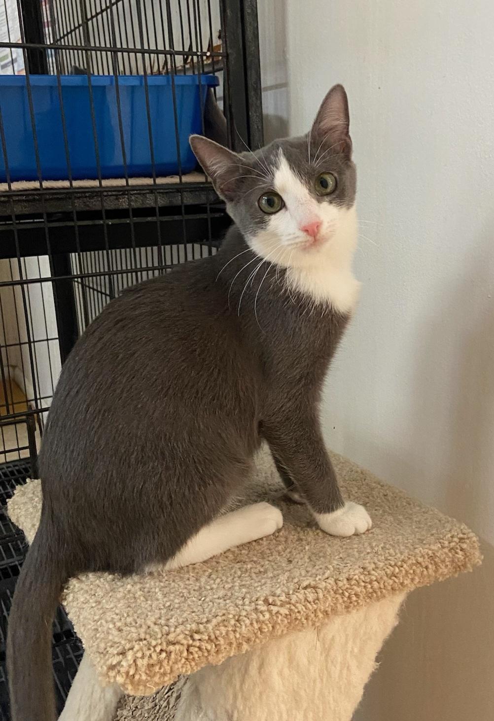 Enlarge Rosemary, a Adoptable Domestic Short Hair in Melbourne, FL image 1/2