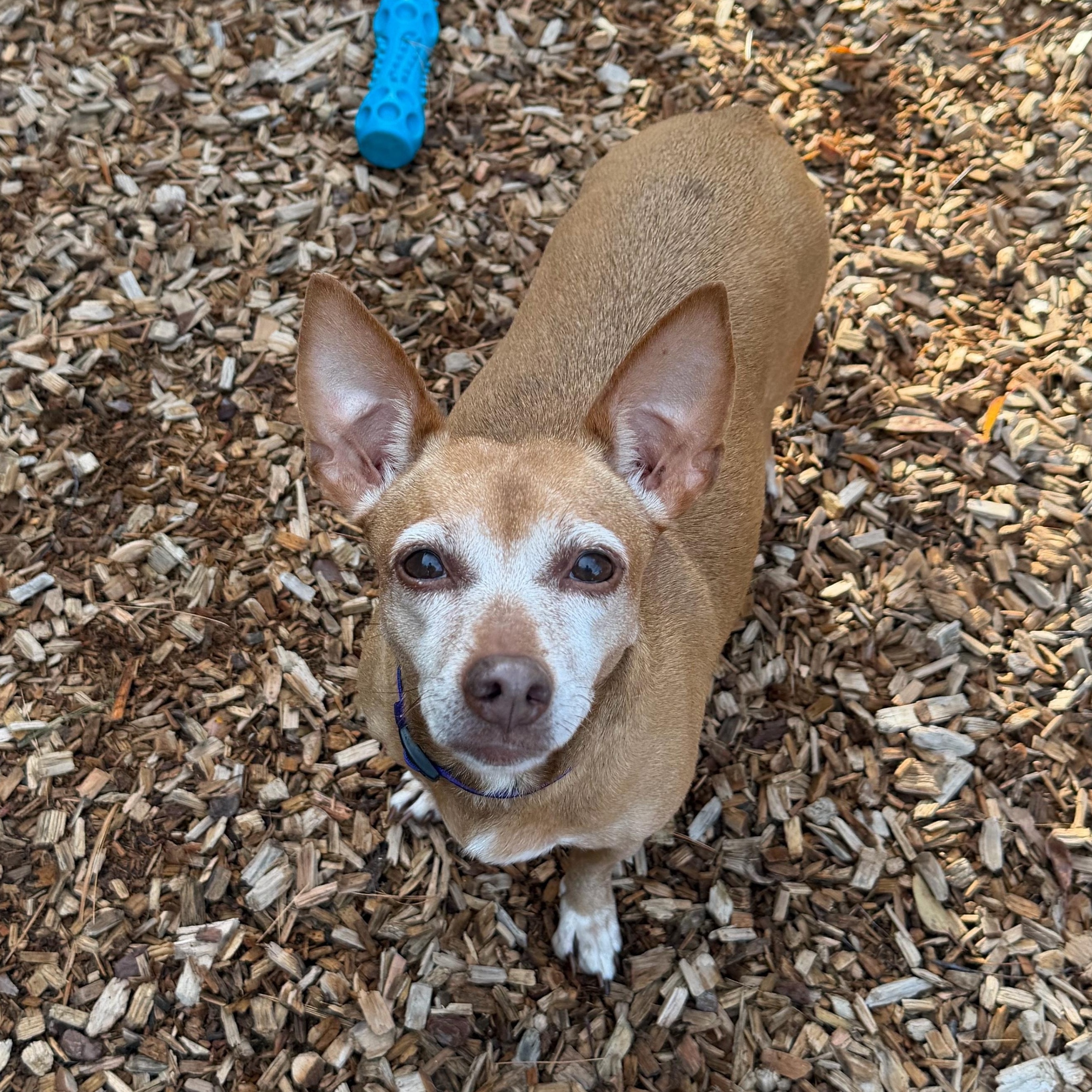 Enlarge Lola, a Adoptable mixed breed in Sudbury, MA image 3/3