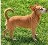 Enlarge Lola, a Adoptable mixed breed in Sudbury, MA image 2/3