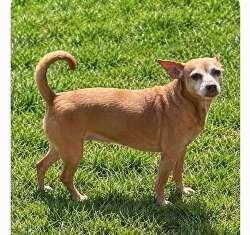Enlarge Lola, a Adoptable mixed breed in Sudbury, MA image 1/3