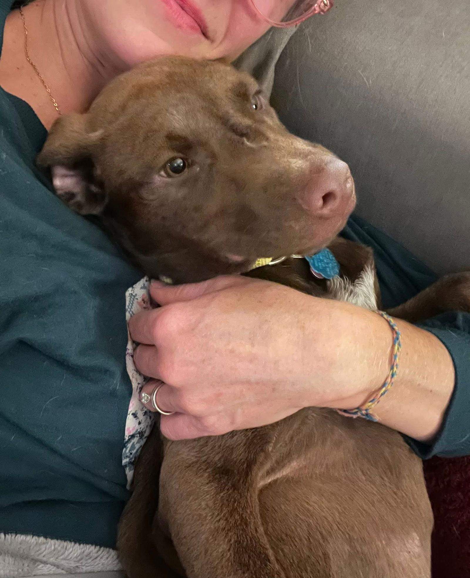 Enlarge Ernie, a Adoptable Labrador Retriever in New London, WI image 2/3