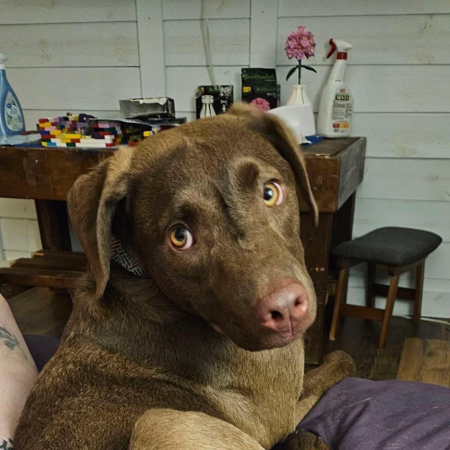 Enlarge Ernie, a Adoptable Labrador Retriever in New London, WI image 1/3