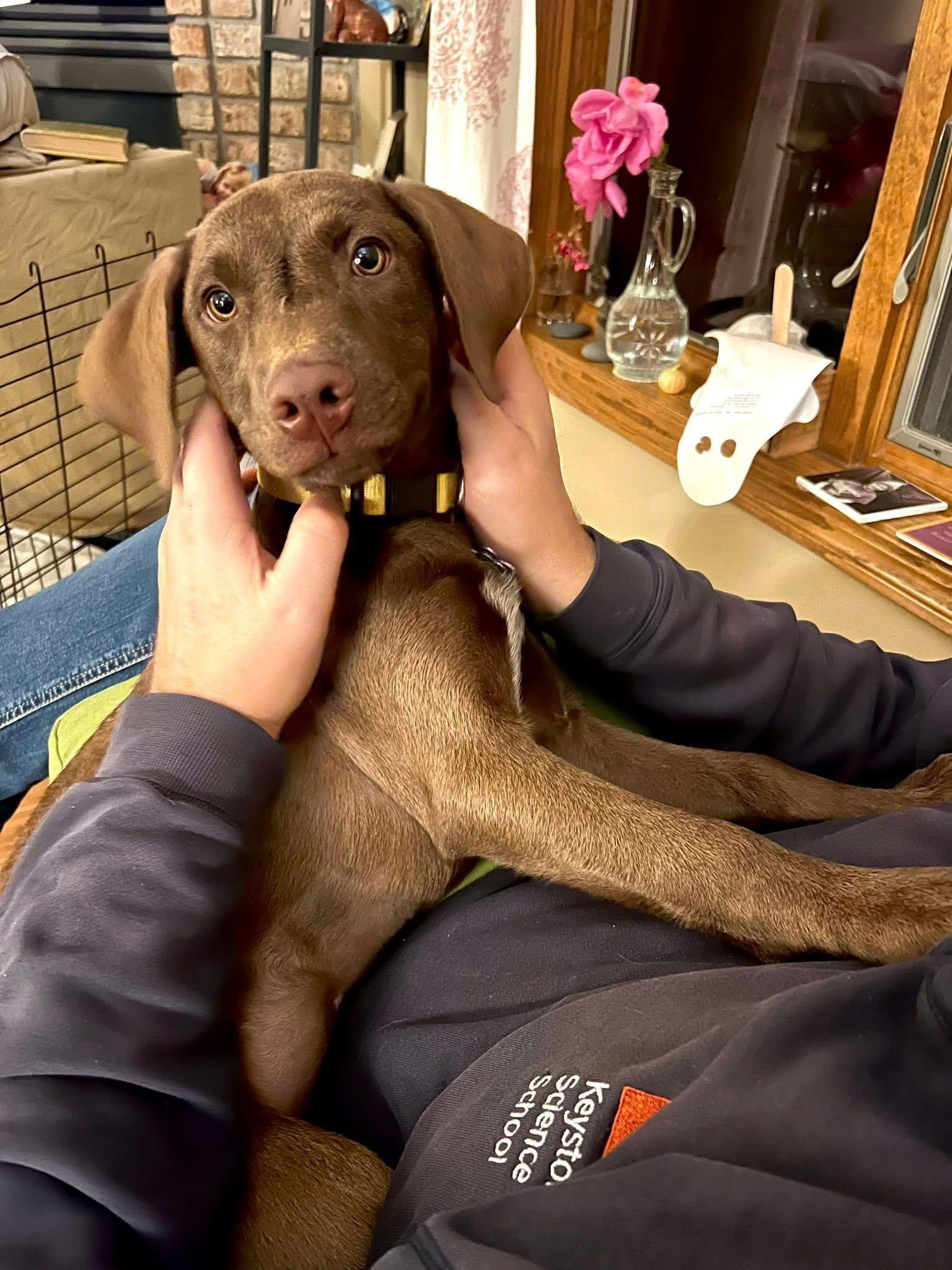 Enlarge Ernie, a Adoptable Labrador Retriever in New London, WI image 3/3