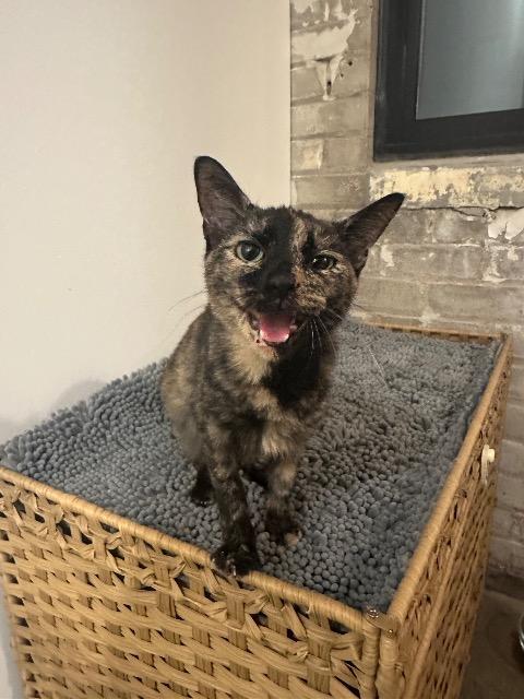 Enlarge Kaley, a Adoptable mixed breed in Cincinnati, OH image 1/5