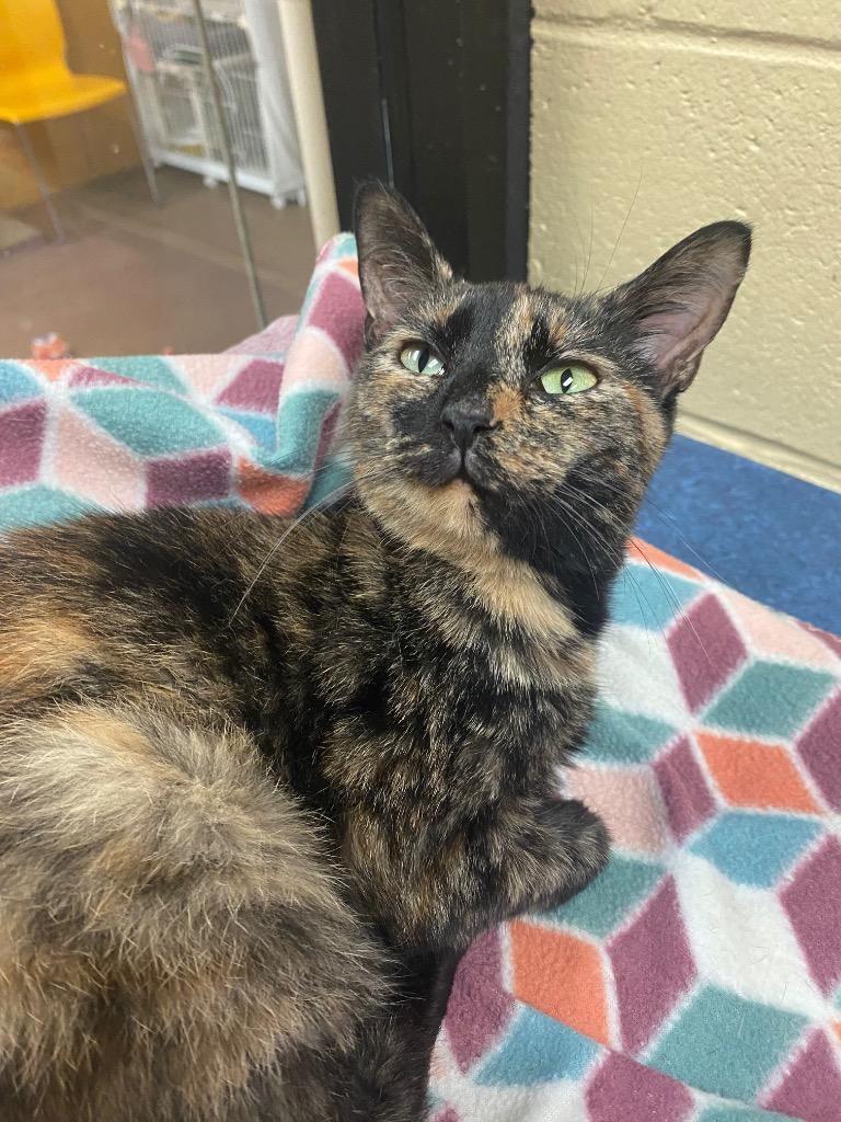 Enlarge Kaley, a Adoptable mixed breed in Cincinnati, OH image 2/5