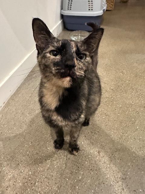 Enlarge Kaley, a Adoptable mixed breed in Cincinnati, OH image 3/5