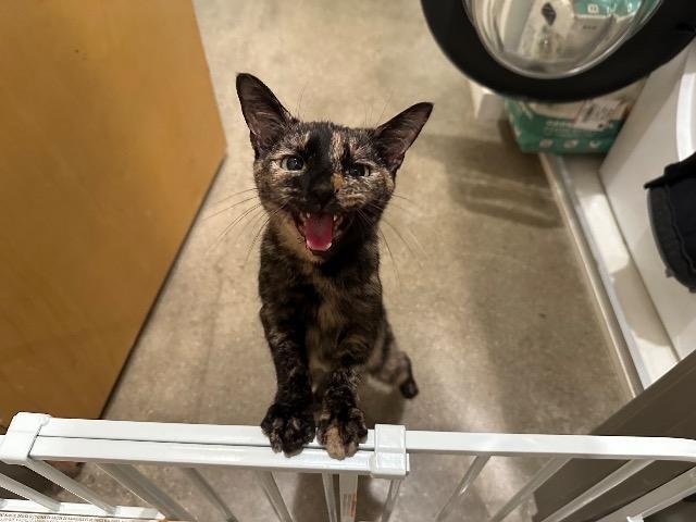 Enlarge Kaley, a Adoptable mixed breed in Cincinnati, OH image 4/5