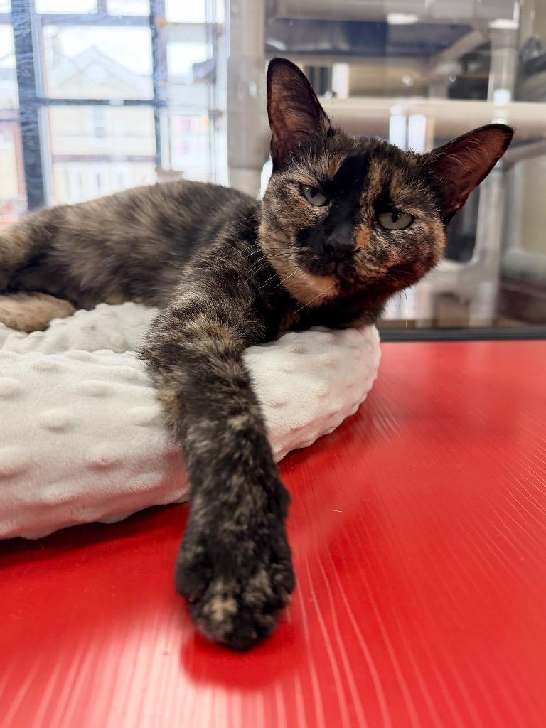 Enlarge Kaley, a Adoptable mixed breed in Cincinnati, OH image 5/5