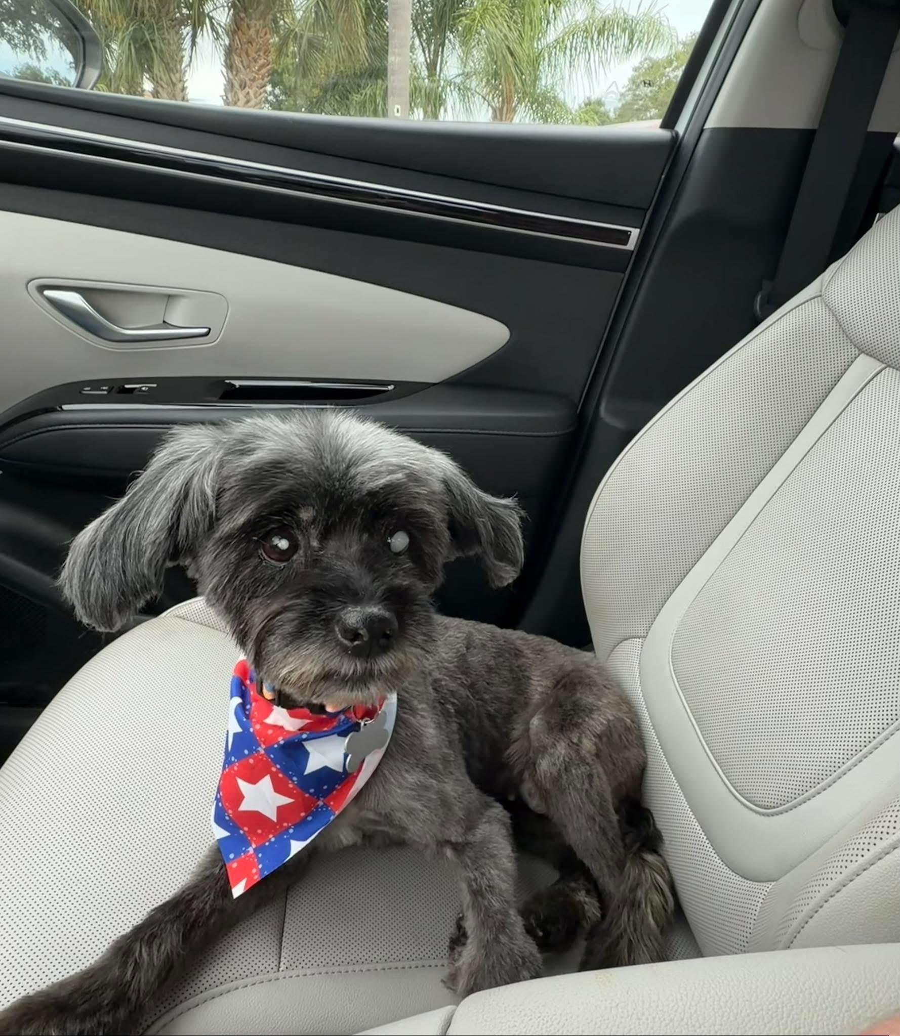 Pieta, an adopted Miniature Poodle in Venice, FL image 2/3