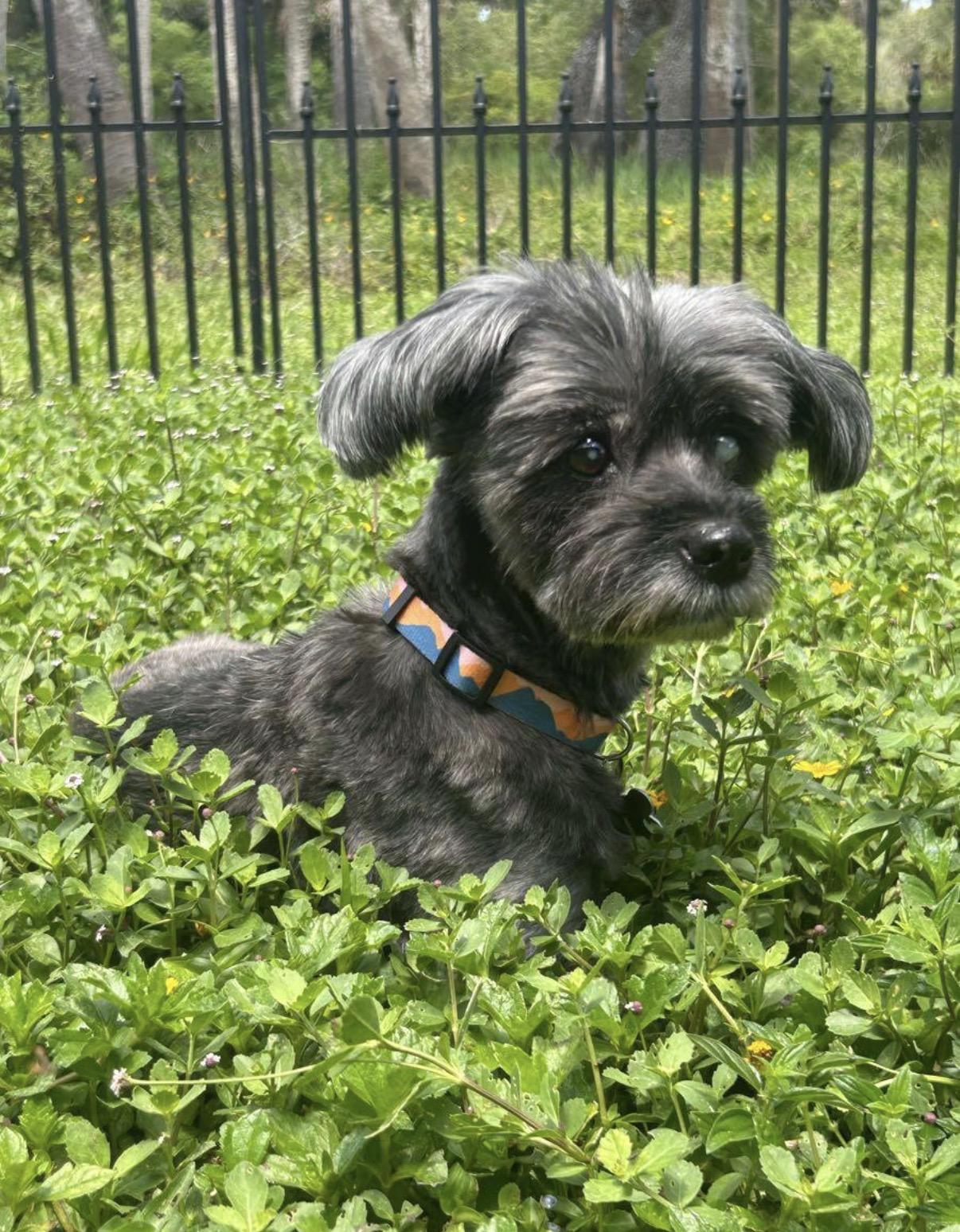 Pieta, adopted, Senior Female Miniature Poodle.