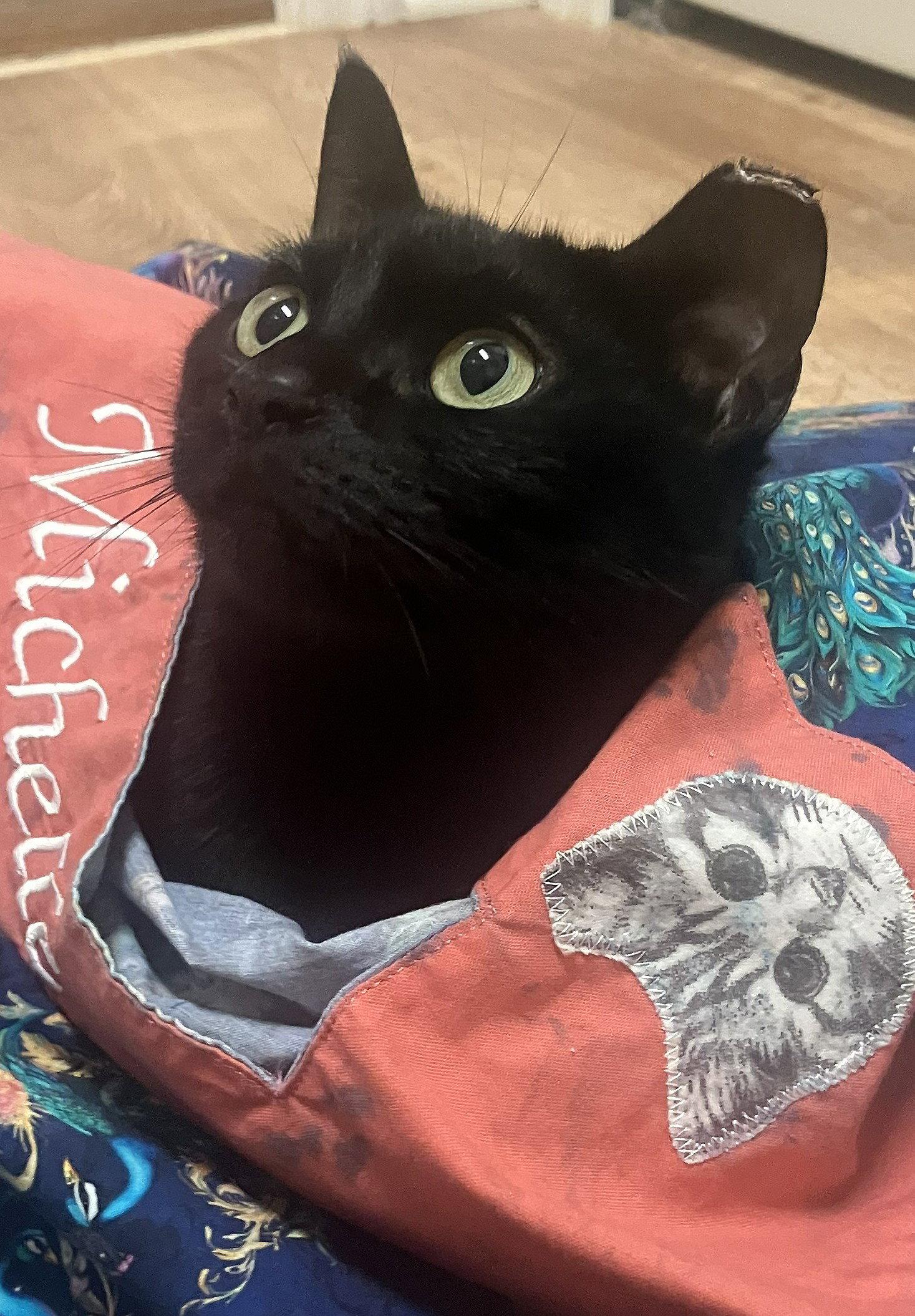 Reba, a Adoptable Domestic Short Hair in Oviedo, FL image 1/3
