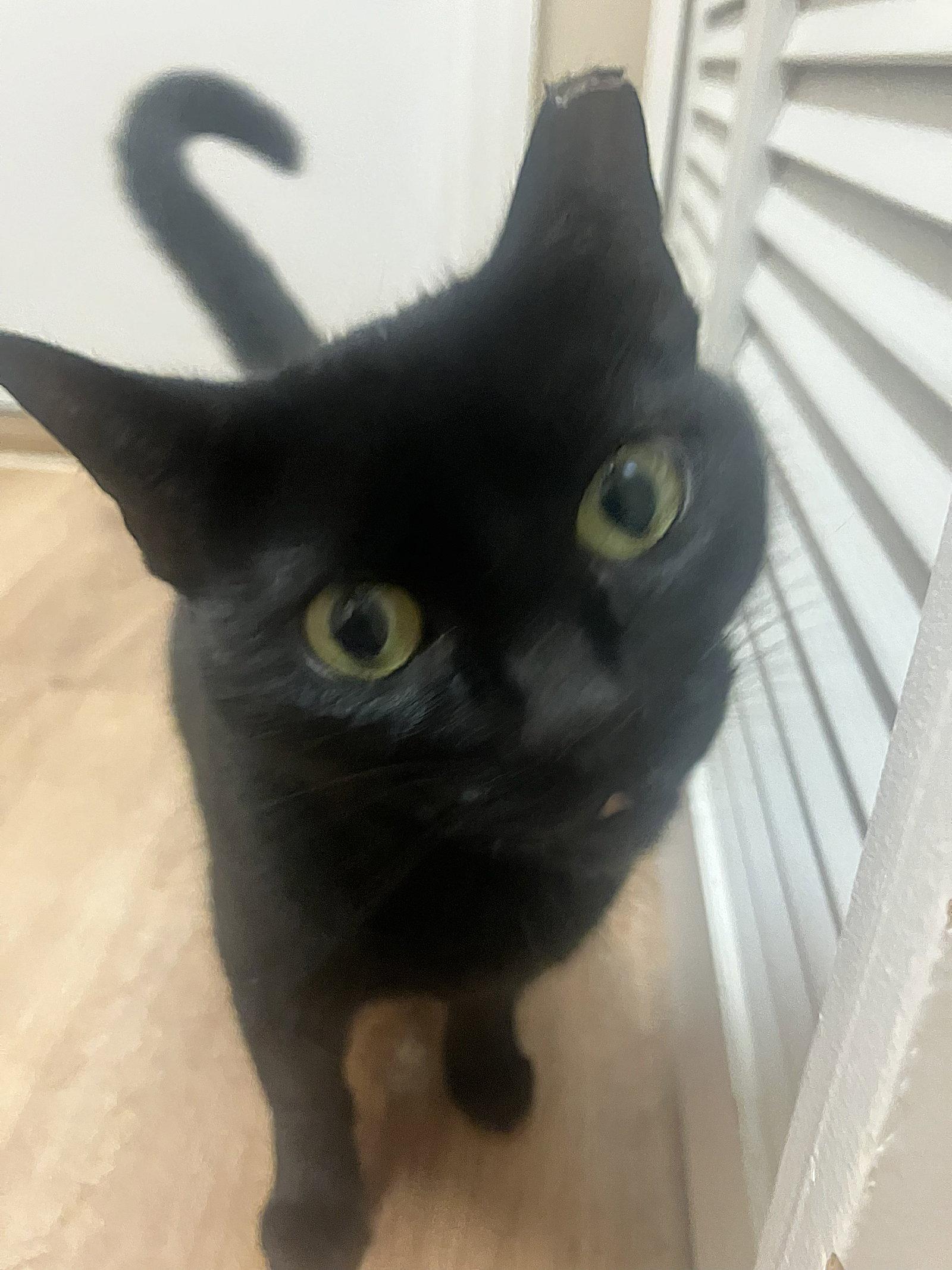 Reba, a Adoptable Domestic Short Hair in Oviedo, FL image 2/3
