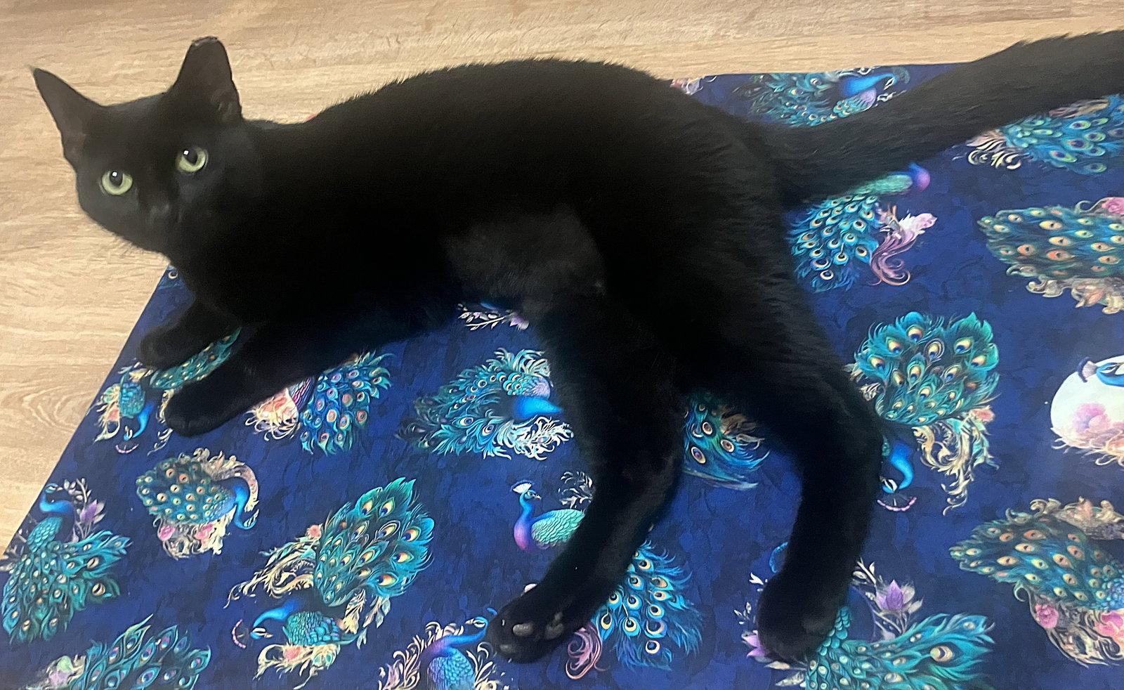 Reba, a Adoptable Domestic Short Hair in Oviedo, FL image 3/3